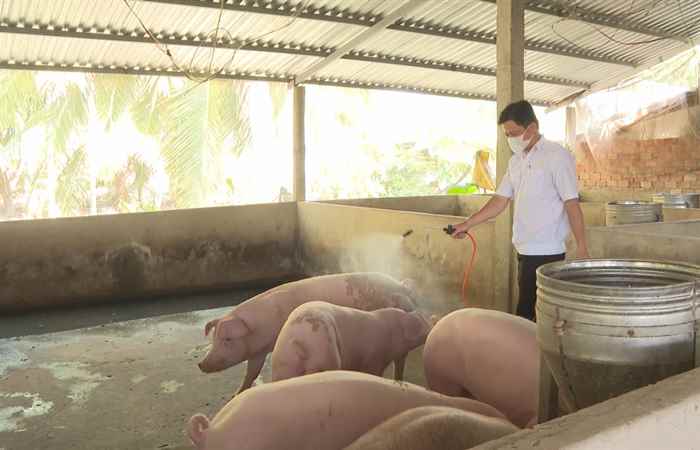 Bệnh dịch tả heo châu Phi và những lưu ý trong công tác tái đàn (14-03-2023)
